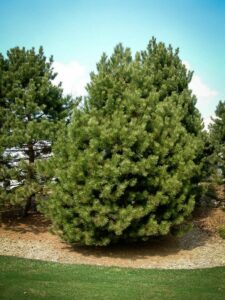 Сосна Чёрная (Pinus Nigra) купить по цене от 270.00р. в интернет-магазине «Посадика» с доставкой почтой в в Кудровое и по всей России – [изображение №1].