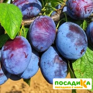 Слива Чачакская ранняя купить по цене от 229.00р. в интернет-магазине «Посадика» с доставкой почтой в в Кудровое и по всей России – [изображение №1].