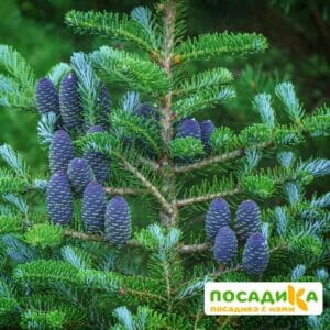 Пихта корейская (Abies koreana) купить по цене от 450.00р. в интернет-магазине «Посадика» с доставкой почтой в в Кудровое и по всей России – [изображение №1].