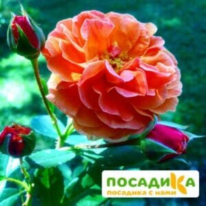 Роза Арабия купить по цене от 350.00р. в интернет-магазине «Посадика» с доставкой почтой в в Кудровое и по всей России – [изображение №1].