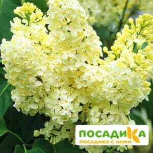 Сирень Примроуз (Primrose) купить по цене от 529.00р. в интернет-магазине «Посадика» с доставкой почтой в в Кудровое и по всей России – [изображение №1].