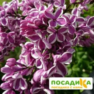 Сирень Сенсация купить по цене от 529.00р. в интернет-магазине «Посадика» с доставкой почтой в в Кудровое и по всей России – [изображение №1].