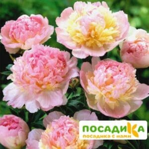 Пион Распберри Сандей (Paeonia Raspberry Sundae) купить по цене от 959р. в интернет-магазине «Посадика» с доставкой почтой в в Кудровое и по всей России – [изображение №1].