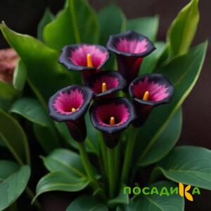 Калла Аура Лейс купить по цене от 400р. в интернет-магазине «Посадика» с доставкой почтой в в Кудровое и по всей России – [изображение №1].
