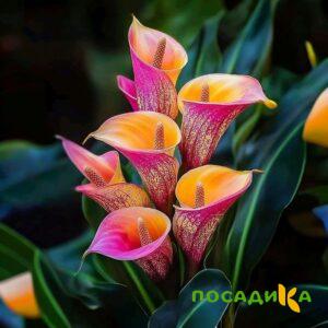 Калла Оникс купить по цене от 450р. в интернет-магазине «Посадика» с доставкой почтой в в Кудровое и по всей России – [изображение №1].