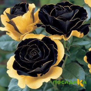Роза Ханни Сикл купить по цене от 700р. в интернет-магазине «Посадика» с доставкой почтой в в Кудровое и по всей России – [изображение №1].