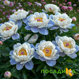 Пион акварельный Этюд купить по цене от 806р. в интернет-магазине «Посадика» с доставкой почтой в в Кудровое и по всей России – [изображение №1].