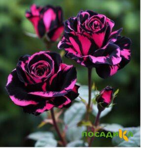 Роза Багровый Шепот купить по цене от 366р. в интернет-магазине «Посадика» с доставкой почтой в в Кудровое и по всей России – [изображение №1].