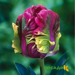 Тюльпан Экзотик Хэвен купить по цене от 186р. в интернет-магазине «Посадика» с доставкой почтой в в Кудровое и по всей России – [изображение №1].
