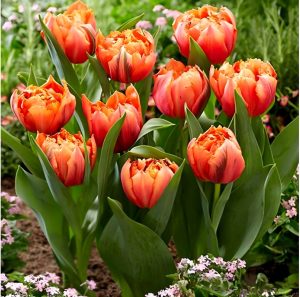 Тюльпан Гудошник Дабл купить по цене от 185р. в интернет-магазине «Посадика» с доставкой почтой в в Кудровое и по всей России – [изображение №1].