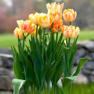 Тюльпан Верона Санрайз купить по цене от 280р. в интернет-магазине «Посадика» с доставкой почтой в в Кудровое и по всей России – [изображение №1].