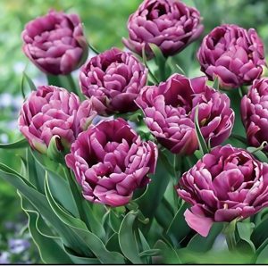 Тюльпан Айс Крим купить по цене от 430р. в интернет-магазине «Посадика» с доставкой почтой в в Кудровое и по всей России – [изображение №1].