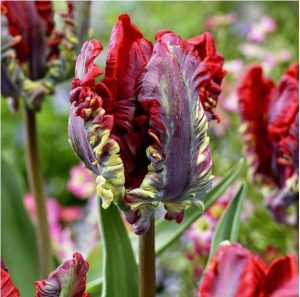 Тюльпан Рококо купить по цене от 350р. в интернет-магазине «Посадика» с доставкой почтой в в Кудровое и по всей России – [изображение №1].