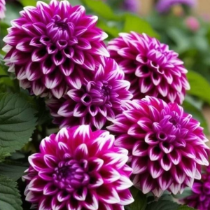 Георгин Кристал Корт купить по цене от 602р. в интернет-магазине «Посадика» с доставкой почтой в в Кудровое и по всей России – [изображение №1].