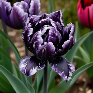 Тюльпан Индиго купить по цене от 600р. в интернет-магазине «Посадика» с доставкой почтой в в Кудровое и по всей России – [изображение №1].