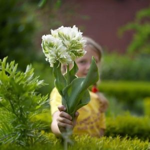 Тюльпан Супер Пэррот купить по цене от 360р. в интернет-магазине «Посадика» с доставкой почтой в в Кудровое и по всей России – [изображение №1].