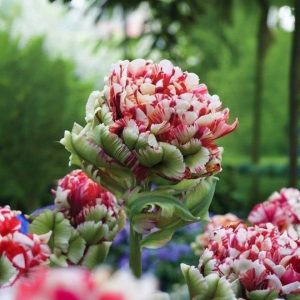 Тюльпан Дабл Флеминг Берд купить по цене от 249р. в интернет-магазине «Посадика» с доставкой почтой в в Кудровое и по всей России – [изображение №1].