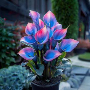 Калла Импрессия купить по цене от 590р. в интернет-магазине «Посадика» с доставкой почтой в в Кудровое и по всей России – [изображение №1].