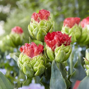 Тюльпан Бычий Глаз купить по цене от 275р. в интернет-магазине «Посадика» с доставкой почтой в в Кудровое и по всей России – [изображение №1].