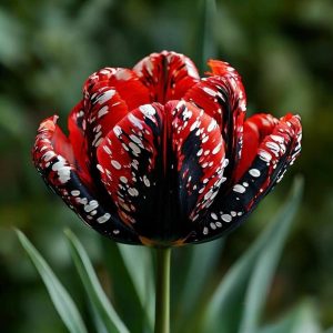 Тюльпан Вельвет Файер купить по цене от 394р. в интернет-магазине «Посадика» с доставкой почтой в в Кудровое и по всей России – [изображение №1].