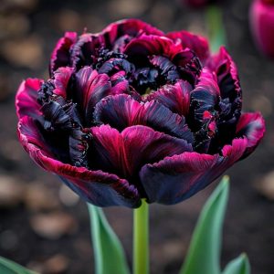 Тюльпан Фламинго купить по цене от 500р. в интернет-магазине «Посадика» с доставкой почтой в в Кудровое и по всей России – [изображение №1].