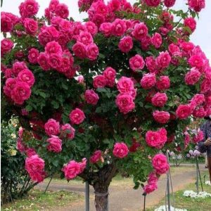 Роза Версаля купить по цене от 232р. в интернет-магазине «Посадика» с доставкой почтой в в Кудровое и по всей России – [изображение №1].