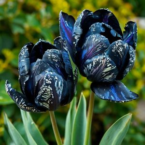 Тюльпан Блю Фог купить по цене от 500р. в интернет-магазине «Посадика» с доставкой почтой в в Кудровое и по всей России – [изображение №1].