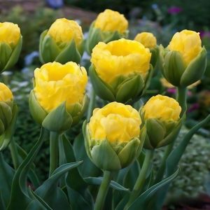 Тюльпан махровый Ванила Коп купить по цене от 159р. в интернет-магазине «Посадика» с доставкой почтой в в Кудровое и по всей России – [изображение №1].