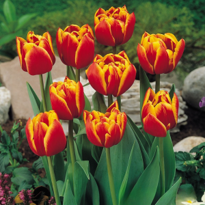 Тюльпан Блэк Фаер купить по цене от 275р. в интернет-магазине «Посадика» с доставкой почтой в в Кудровое и по всей России – [изображение №1].