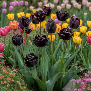 Тюльпан махровый Рейдинс Дарк купить по цене от 230р. в интернет-магазине «Посадика» с доставкой почтой в в Кудровое и по всей России – [изображение №1].