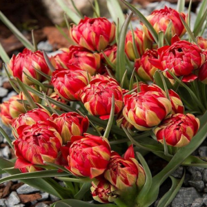 Тюльпан Ап Пинк купить по цене от 390р. в интернет-магазине «Посадика» с доставкой почтой в в Кудровое и по всей России – [изображение №1].