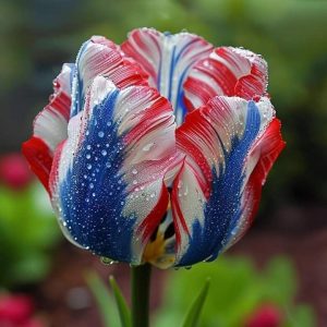 Тюльпан Ремс Сенсейшн купить по цене от 219р. в интернет-магазине «Посадика» с доставкой почтой в в Кудровое и по всей России – [изображение №1].