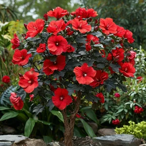 Гибискус Миднайт Роуз купить по цене от 269р. в интернет-магазине «Посадика» с доставкой почтой в в Кудровое и по всей России – [изображение №1].