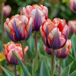 Тюльпан Эбисан Грэйс купить по цене от 217р. в интернет-магазине «Посадика» с доставкой почтой в в Кудровое и по всей России – [изображение №1].