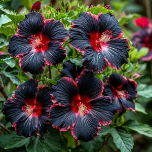 Гибискус садовый Файер Дэнсер купить по цене от 450р. в интернет-магазине «Посадика» с доставкой почтой в в Кудровое и по всей России – [изображение №1].