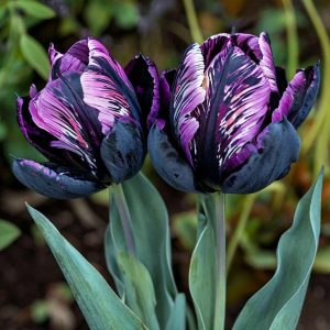 Тюльпан Блэк Каньон купить по цене от 305р. в интернет-магазине «Посадика» с доставкой почтой в в Кудровое и по всей России – [изображение №1].