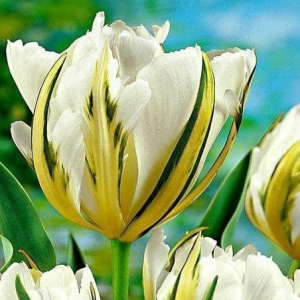 Тюльпан Экзотик Пуруссима купить по цене от 305р. в интернет-магазине «Посадика» с доставкой почтой в в Кудровое и по всей России – [изображение №1].