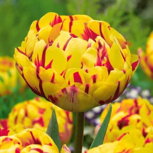 Тюльпан махровый Голден Ницц купить по цене от 361р. в интернет-магазине «Посадика» с доставкой почтой в в Кудровое и по всей России – [изображение №1].