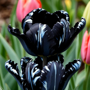 Тюльпан Шелк Нуар купить по цене от 219р. в интернет-магазине «Посадика» с доставкой почтой в в Кудровое и по всей России – [изображение №1].