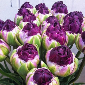 Тюльпан Анаконда купить по цене от 450р. в интернет-магазине «Посадика» с доставкой почтой в в Кудровое и по всей России – [изображение №1].