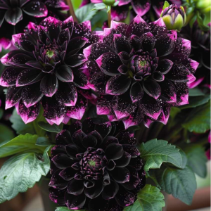 Георгин Лаванда Лейс купить по цене от 679р. в интернет-магазине «Посадика» с доставкой почтой в в Кудровое и по всей России – [изображение №1].