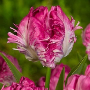 Тюльпан махровый Кул Кристал купить по цене от 400р. в интернет-магазине «Посадика» с доставкой почтой в в Кудровое и по всей России – [изображение №1].