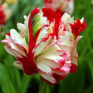 Тюльпан Эстелла Рижнвельд купить по цене от 500р. в интернет-магазине «Посадика» с доставкой почтой в в Кудровое и по всей России – [изображение №1].