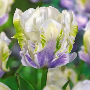 Тюльпан Уайт Лизарт купить по цене от 360р. в интернет-магазине «Посадика» с доставкой почтой в в Кудровое и по всей России – [изображение №1].