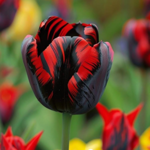 Тюльпан Блэк Перрот купить по цене от 351р. в интернет-магазине «Посадика» с доставкой почтой в в Кудровое и по всей России – [изображение №1].