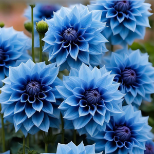 Георгин Вижапе купить по цене от 699р. в интернет-магазине «Посадика» с доставкой почтой в в Кудровое и по всей России – [изображение №1].