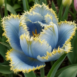 Тюльпан Махровый Амплуа купить по цене от 199р. в интернет-магазине «Посадика» с доставкой почтой в в Кудровое и по всей России – [изображение №1].