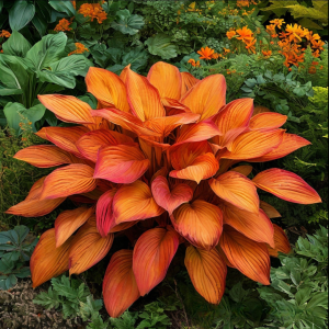 Хоста Солнечный Нектар купить по цене от 605р. в интернет-магазине «Посадика» с доставкой почтой в в Кудровое и по всей России – [изображение №1].