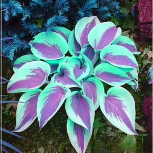 Хоста Висперин Бьюти купить по цене от 379р. в интернет-магазине «Посадика» с доставкой почтой в в Кудровое и по всей России – [изображение №1].