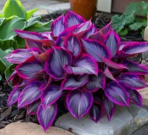 Хоста Сикрет Гарденс купить по цене от 549р. в интернет-магазине «Посадика» с доставкой почтой в в Кудровое и по всей России – [изображение №1].